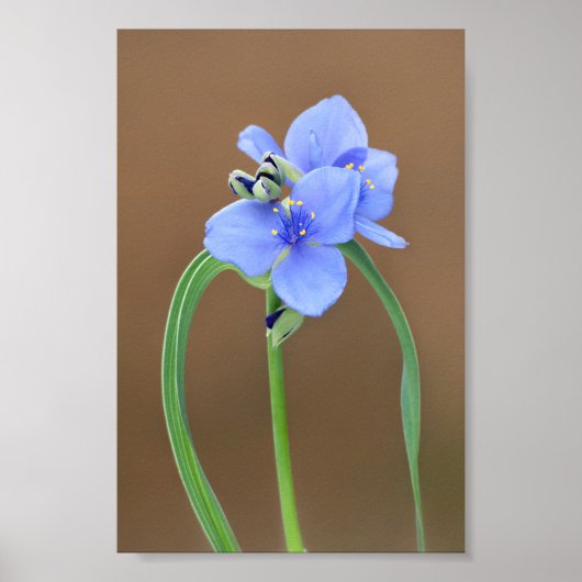 Poster Closeup de la fleur d'araignée (Devant)