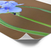 Poster Closeup de la fleur d'araignée (Coin)