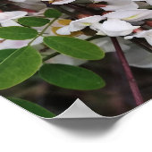 Poster Closeup des fleurs d'acacia (Coin)