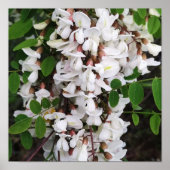 Poster Closeup des fleurs d'acacia (Devant)