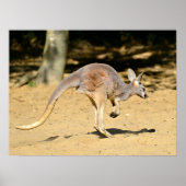 Poster Closeup kangourou marche carte postale (Devant)