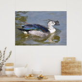 Poster Closeup mâle canard à bec ou comb africain (Cuisine)