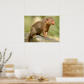 Poster Closeup mongoose carte postale carré autocollant m (Cuisine)