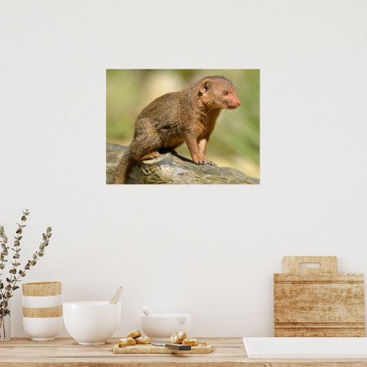 Poster Closeup mongoose carte postale carré autocollant m (Cuisine)