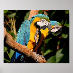 Poster Closeup of gelbbrustara macaws on branch