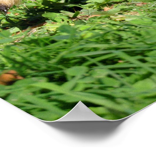 Poster Closeup of Raccoon (Coin)