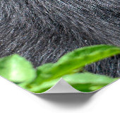 Poster Closeup Ours andin (Coin)