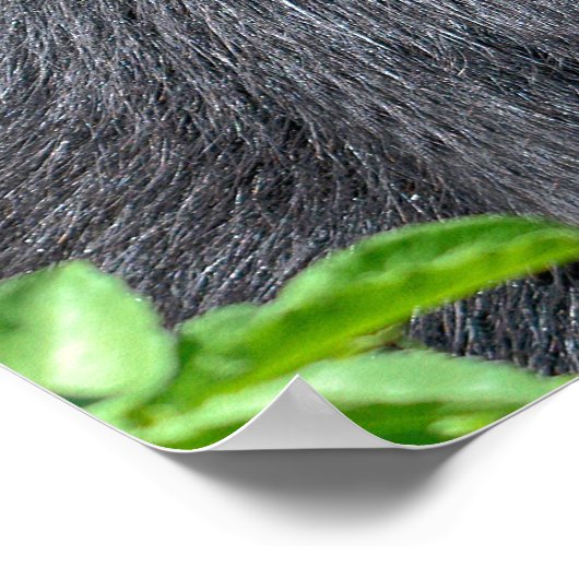 Poster Closeup Ours andin (Coin)