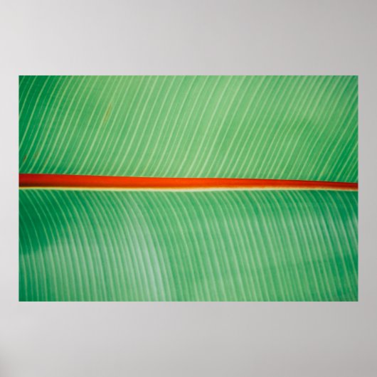 Poster Closeup photo de la feuille verte (Devant)