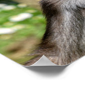 Poster Closeup varié araignée monkey carte postale métal  (Coin)