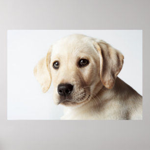 Poster Closeuse de la coqueliche du Labrador