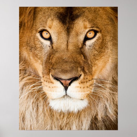 Poster Closeuse de la face du lion (Devant)