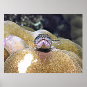 Poster Closeuse de Lizardfish