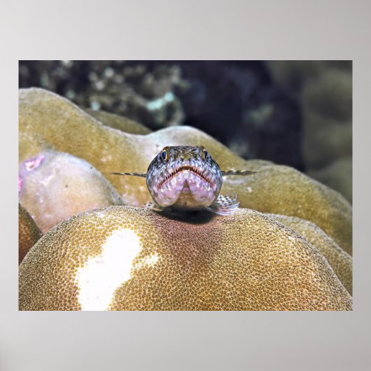 Poster Closeuse de Lizardfish (Devant)