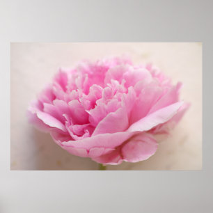 Poster Closeuse de Peony