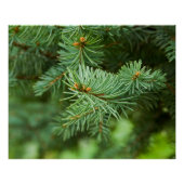 Poster Closeuse de pin (Devant)