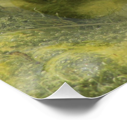 Poster Closeuse de tir de grenouille verte (Coin)