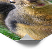 Poster Closeuse d'écureuil (Coin)