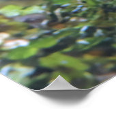 Poster Closeuse d'écureuil (Coin)