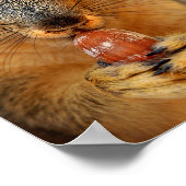 Poster Closeuse d'écureuil avec Nut 2 (Coin)