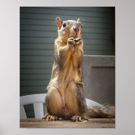 Poster Closeuse d'écureuil mignon avec noix 3 (Devant)
