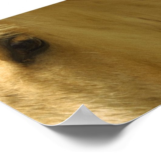 Poster Closeuse du cheval blanc (Coin)