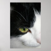 Poster Closeuse oculaire de chat (Devant)
