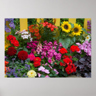 Poster Clôture blanche avec jardin de fleurs en