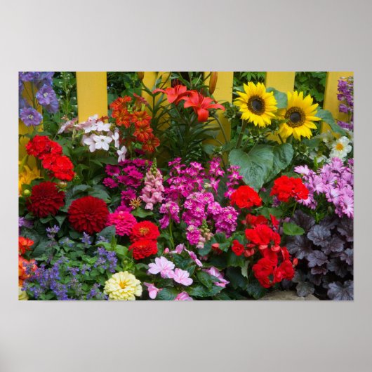 Poster Clôture blanche avec jardin de fleurs en (Devant)