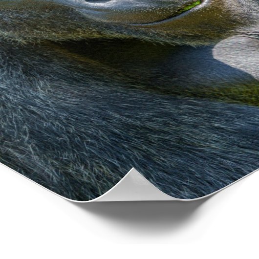 Poster Clôture Silverback (Coin)