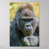 Poster Clôture Silverback (Devant)