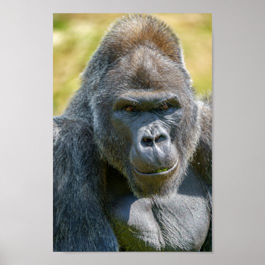 Poster Clôture Silverback (Devant)