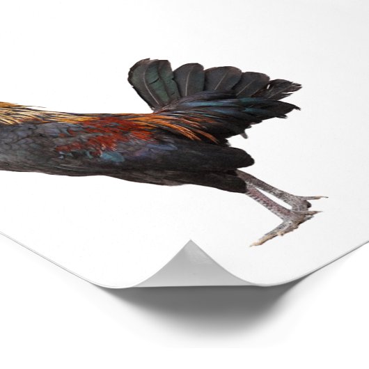 Poster Clouer le poulet (Coin)