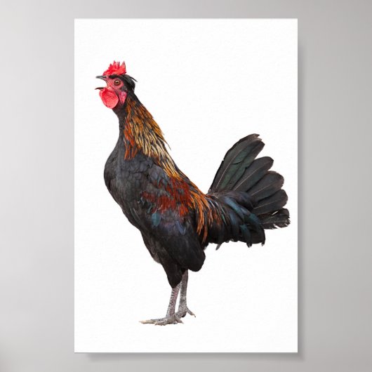 Poster Clouer le poulet (Devant)