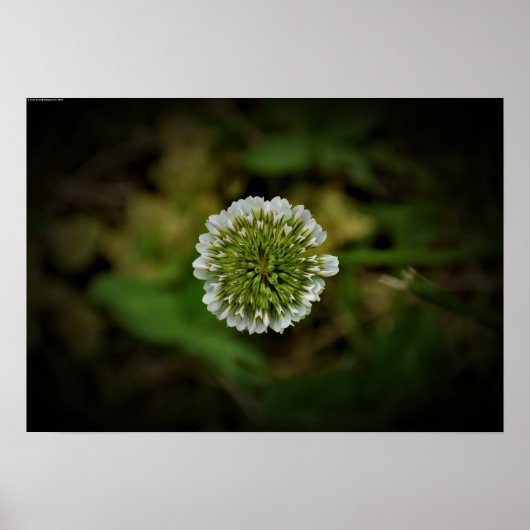 Poster Clover, (Devant)