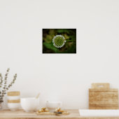 Poster Clover, (Cuisine)