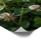 Poster Clover Badger Meadow Luck (Coin)