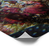 Poster Clown triggerfish (Coin)