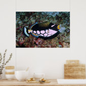 Poster Clown triggerfish (Cuisine)