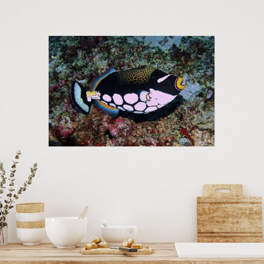 Poster Clown triggerfish (Cuisine)