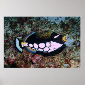 Poster Clown triggerfish (Devant)