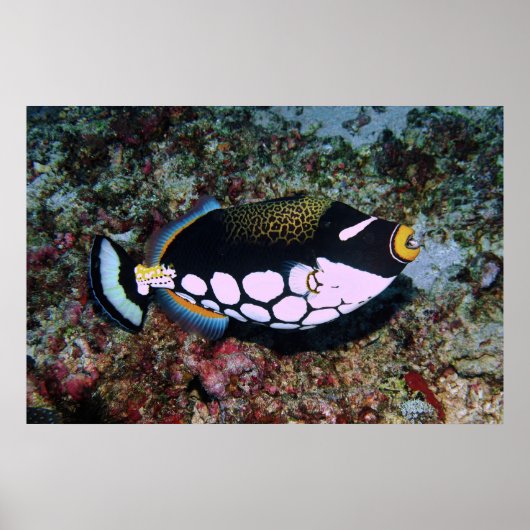 Poster Clown triggerfish (Devant)