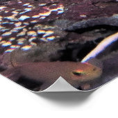 Poster Clown triggerfish Raja Ampat (Coin)