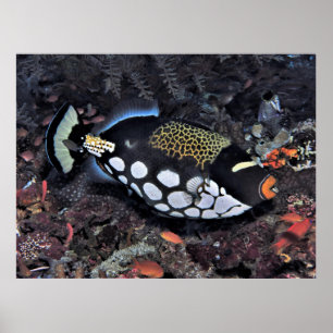 Poster Clown triggerfish Raja Ampat