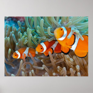 Poster Clownfish