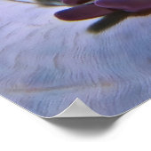 Poster Clowns et crevettes (Coin)