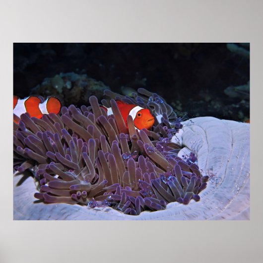 Poster Clowns et crevettes (Devant)