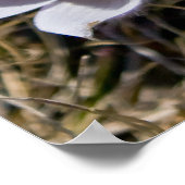 Poster Cluster Crocus (Coin)