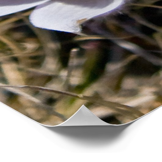 Poster Cluster Crocus (Coin)