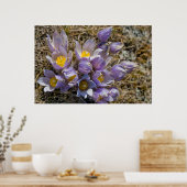 Poster Cluster Crocus (Cuisine)